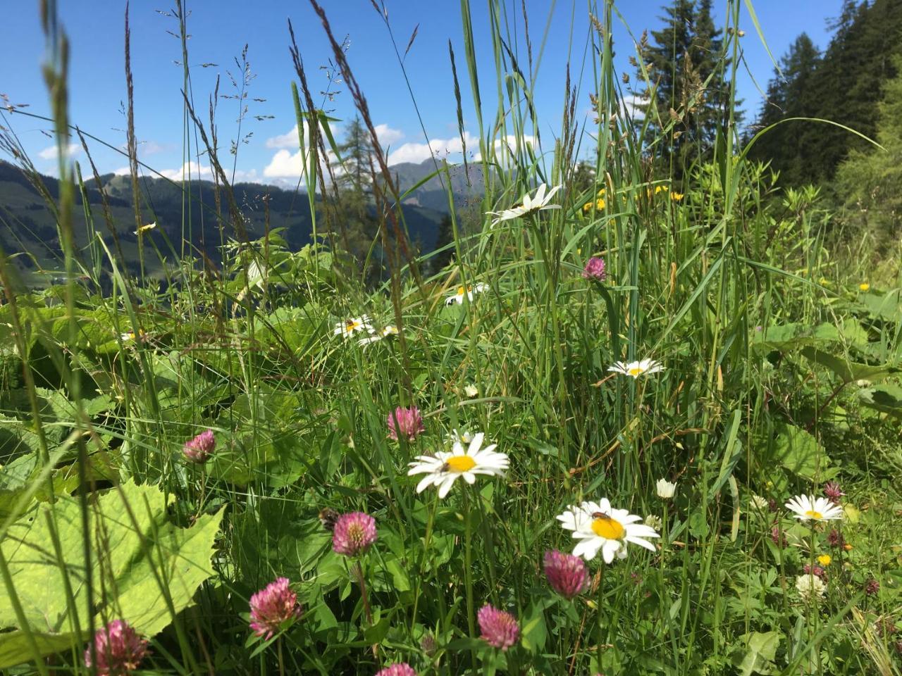 Am Zwoelferkogel Appartements Saalbach-Hinterglemm Dış mekan fotoğraf